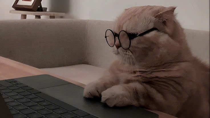 Mèo lười bán mình cho tư bản.