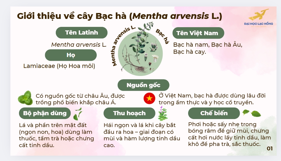 Presentation - Thiết kế PowerPoint, Poster, Canva | Chạy SPSS, SmartPLS, AMOS, Stata, JASP, R Studio - 2