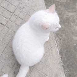 huyndieu