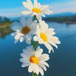 chersih_pid